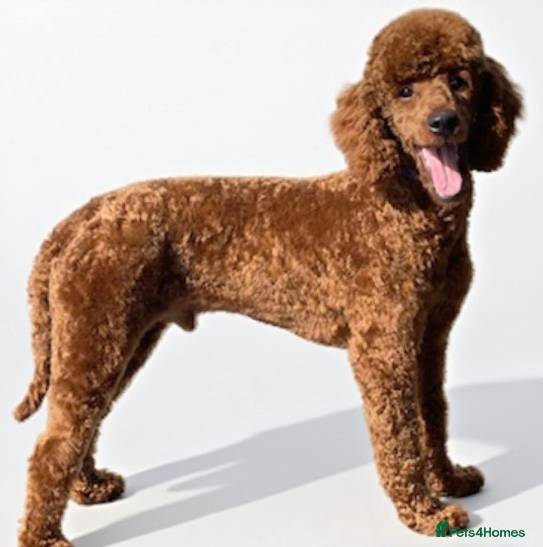 Miniature Poodle dogs for sale: Beautiful health tested miniature poodles  - Image 5