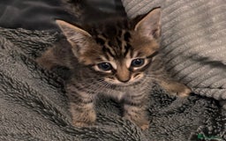 Mixed Breed cats for sale: 7 Gorgeous mixed kittens - Image 38