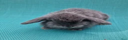 Mini Lop rabbits for sale: Baby male mini lops - Advert 5