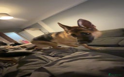 German Shepherd dogs for sale: Female German shepherd  - Image 2