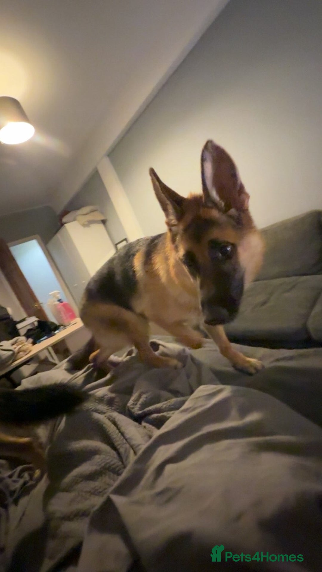 German Shepherd dogs for sale: Female German shepherd  - Image 2