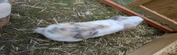 Dutch rabbits for sale: Bonded 10 week old dutch x french lop sisters - Advert 4