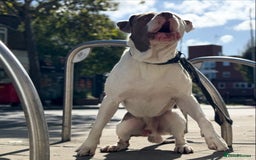 Cane Corso dogs for stud: Blue eye cane corso - Image 4