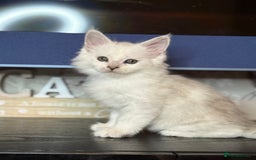 Maine Coon cats for sale: Outstanding Blue Silver Shaded Maine Coon Kittens - Image 17