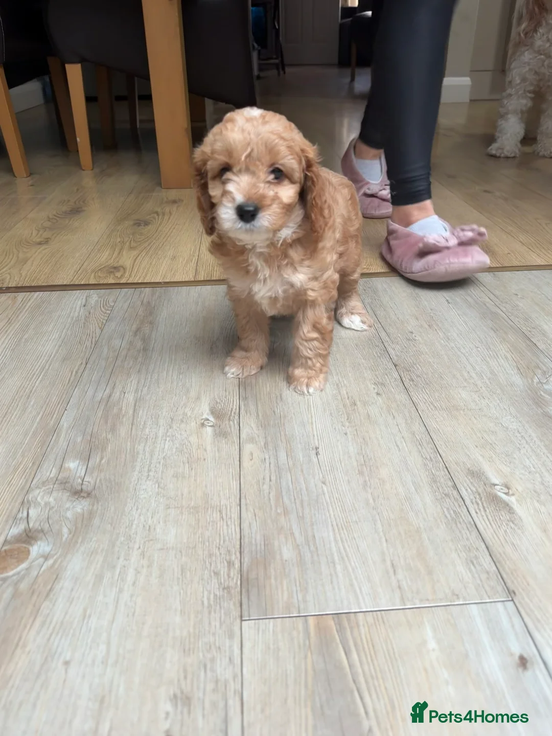Cavapoo dogs for sale: Cavapoo for sale - Advert 2