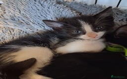 Mixed Breed cats for sale: Beautiful Little Girl Ready Now - Advert 2