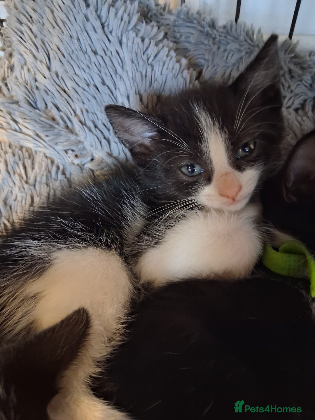 Mixed Breed cats for sale: Beautiful Little Girl Ready Now - Advert 2