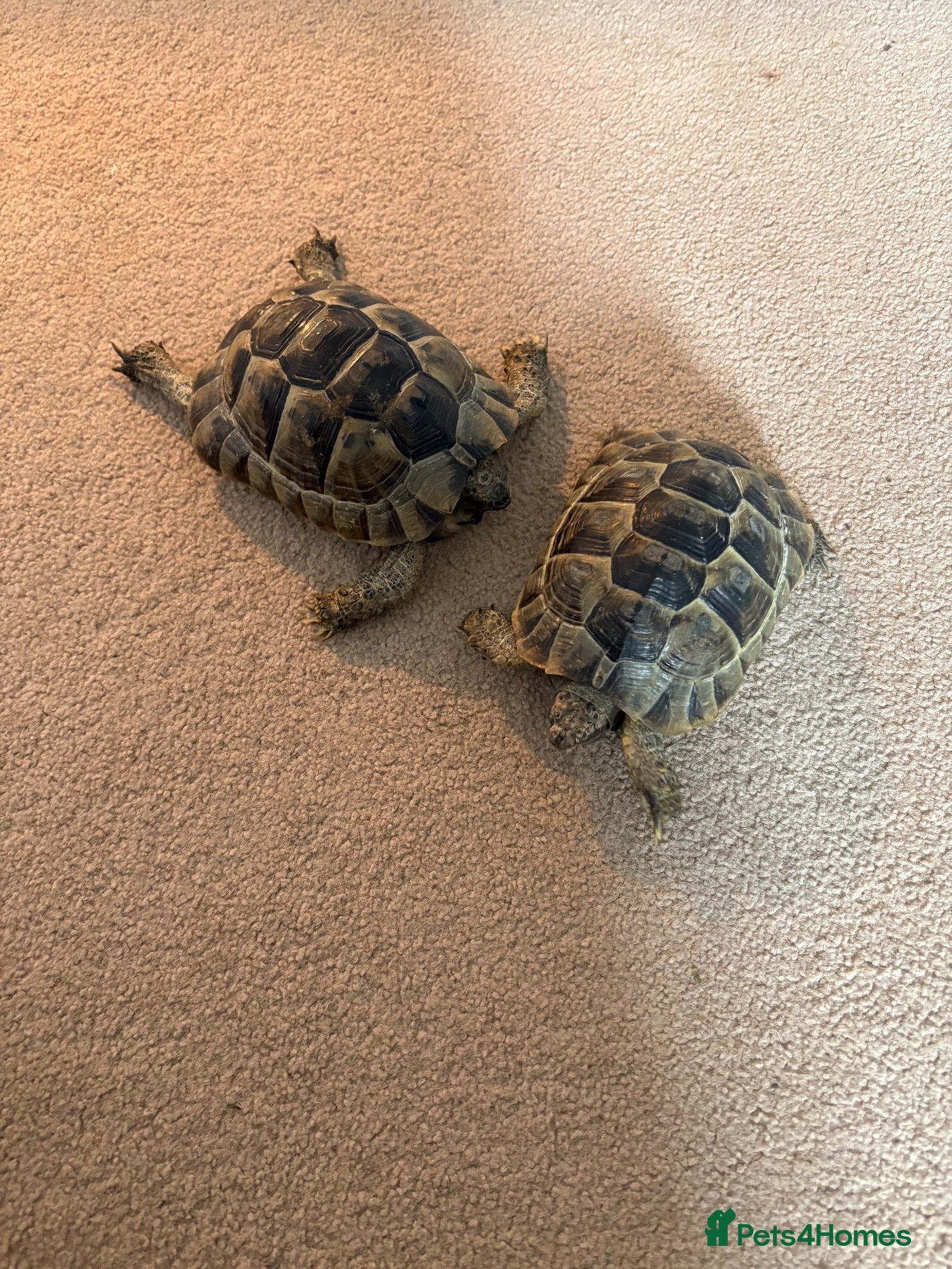 Tortoise reptiles Spur-thighed tortoises - Advert 18
