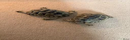 Tortoise reptiles for sale: Spur-thighed tortoises in Trowbridge - Advert 1