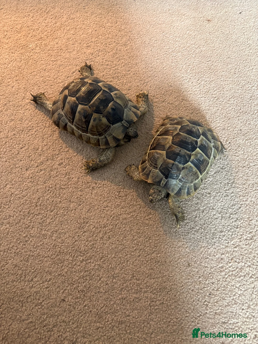 Tortoise reptiles for sale: Spur-thighed tortoises in Trowbridge - Advert 1