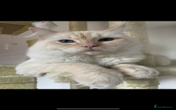 Ragdoll cats for sale: Red ragdoll stud for sale  - Image 3