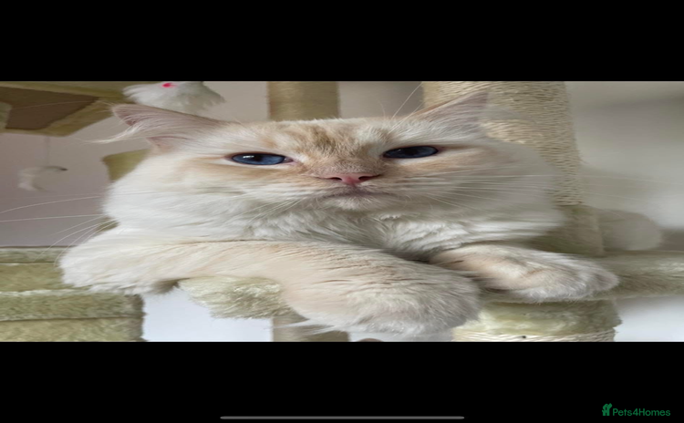Ragdoll cats - Advert 1