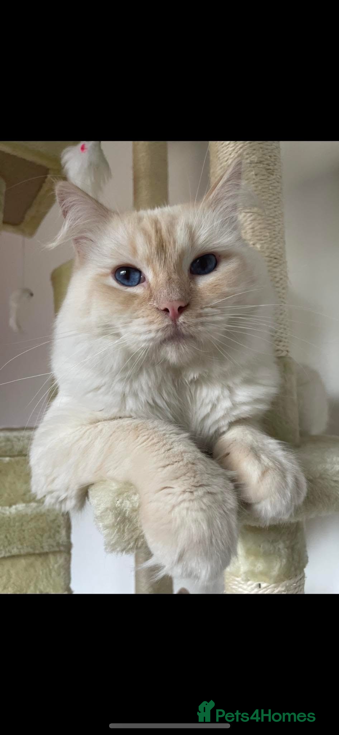 Ragdoll cats for sale: Red ragdoll stud for sale  - Image 3