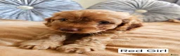 Cavapoo dogs for sale: Outstanding Cavapoo Puppies  - Advert 25