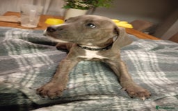 Mixed Breed dogs for sale: Mastiff cross  - Image 30