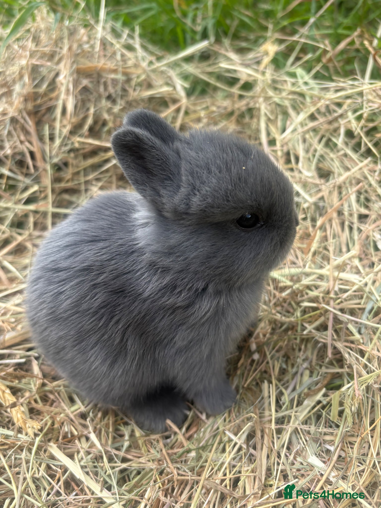 Netherland Dwarf rabbits Sweet Netherland dwarf bunnies  - Advert 1