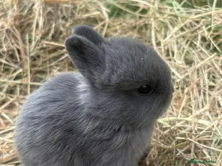 Netherland Dwarf rabbits Sweet Netherland dwarf bunnies - Advert 2