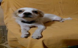 Mixed Breed dogs for adoption: Beautiful and Gentle NIVA - for a Loving Home - Image 1