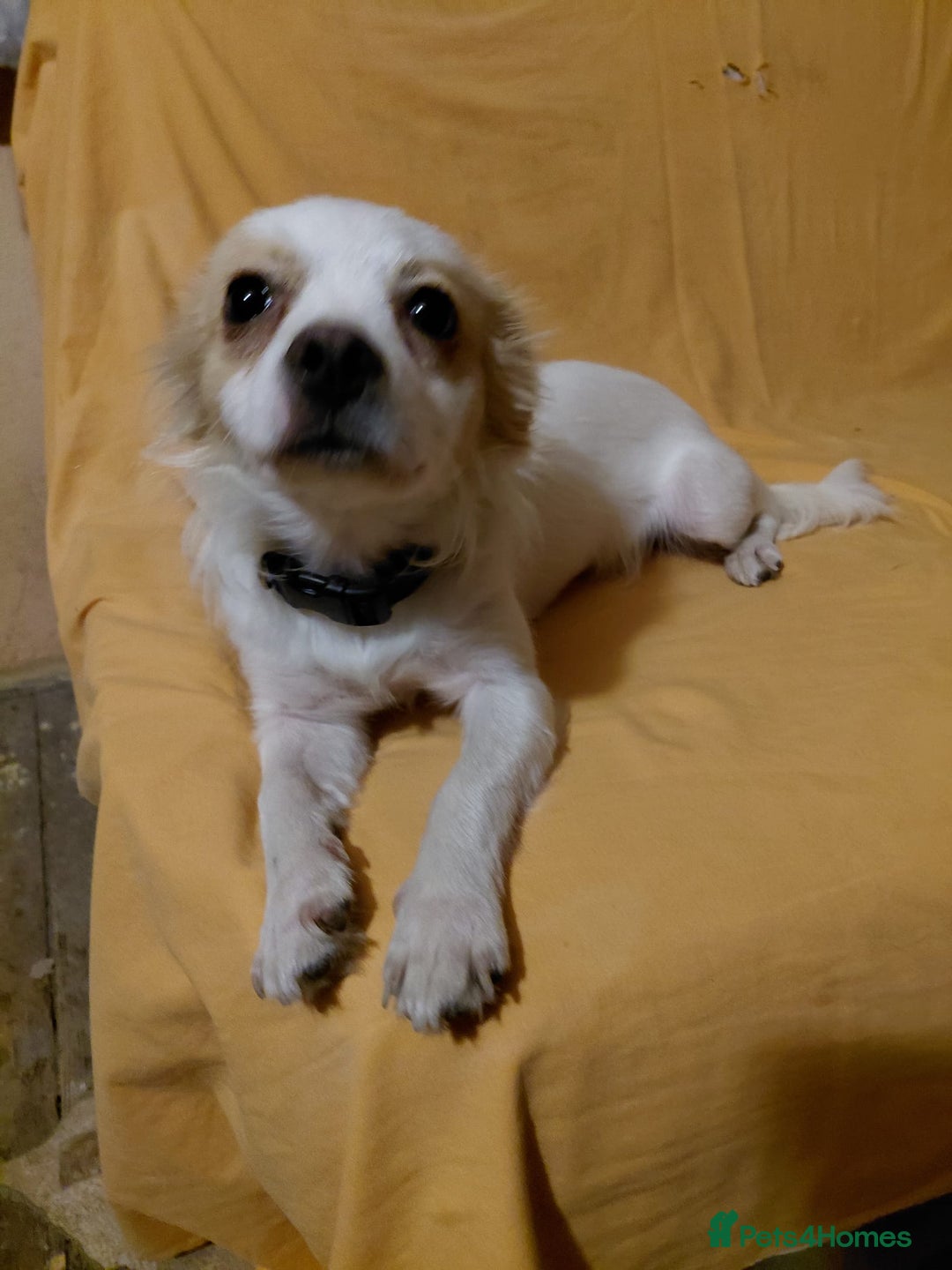 Mixed Breed dogs for adoption: Beautiful and Gentle NIVA - for a Loving Home - Image 1