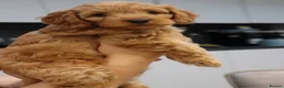 Cockapoo dogs for sale: Stunning F1 puppies Champions Bloodlines  - Advert 11