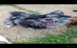 Pomapoo dogs for sale: 1 time miniature Pomapoo puppies - Image 18