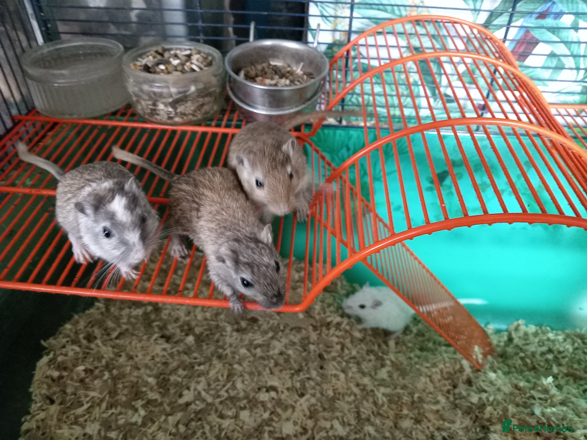 Gerbil rodents for sale: Gerbil girls and boys available  - Advert 3