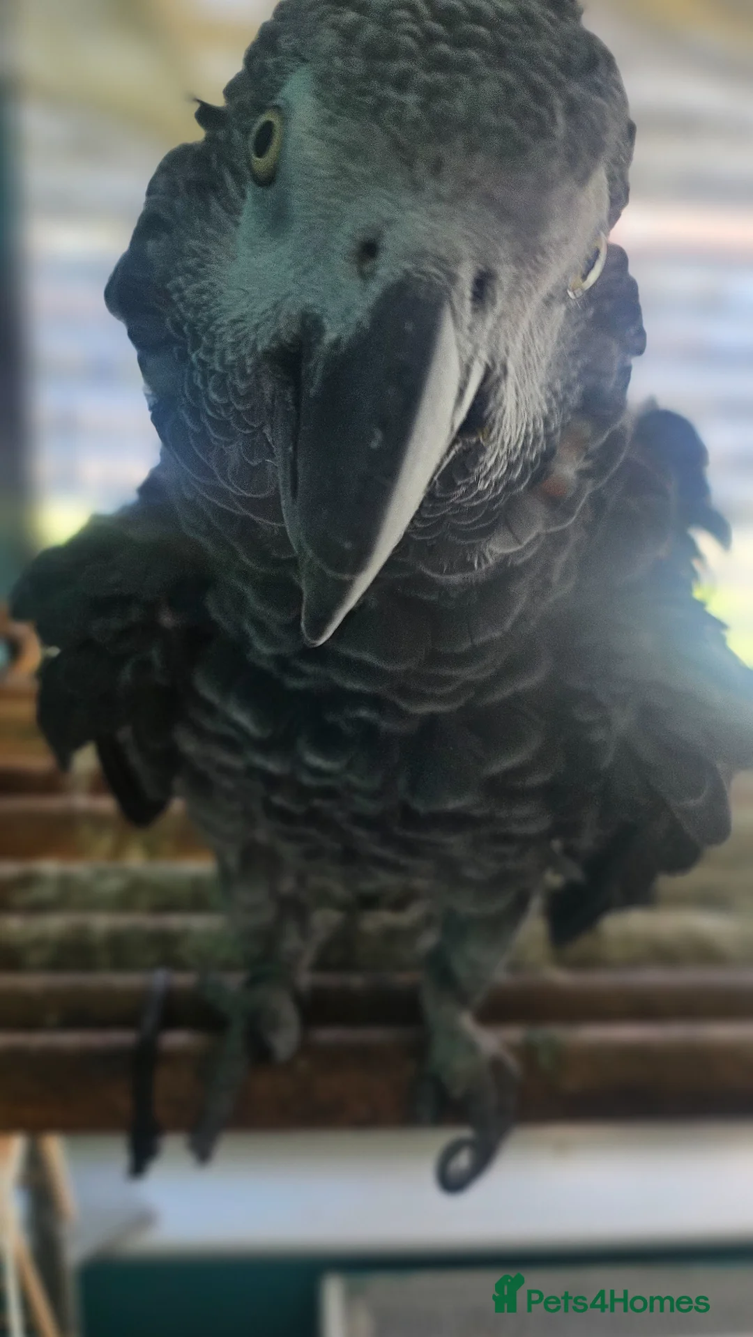 Parrots birds for sale: African Grey  - Advert 2