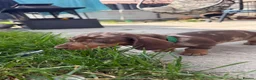 Miniature Dachshund dogs for sale: 2 BEAUTIFUL BOYS READY! - Advert 16