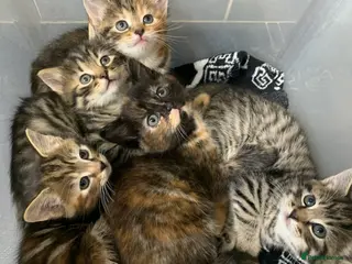 Turkish Angora cats 5 Turkish Angora kittens - 3 Girls/2 boys - Advert 1