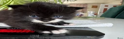 Mixed Breed cats for sale: Fluffy Long Haired Kittens - Ready 15 August in Plymouth - Advert 8