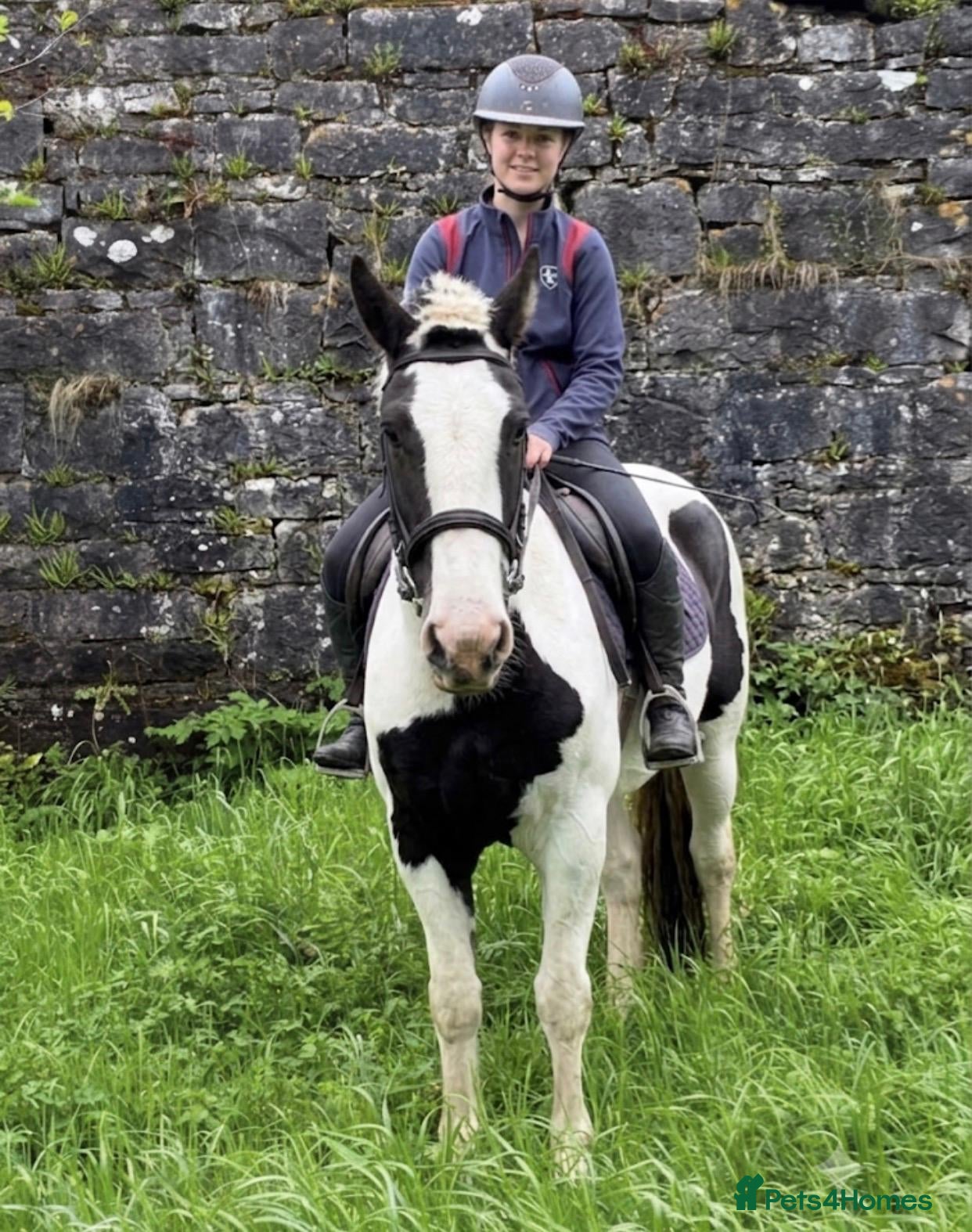 Irish Cob horses Beautiful cob pony for sale  - Advert 9