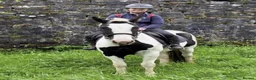 Irish Cob horses for sale: Beautiful cob pony for sale  in Swansea - Advert 1