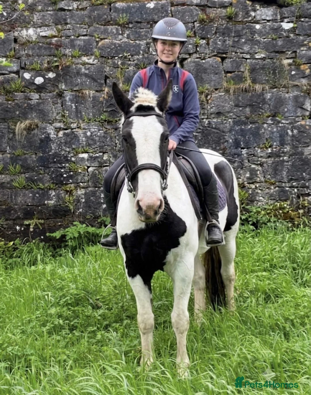 Irish Cob horses for sale: Beautiful cob pony for sale  in Swansea - Advert 1