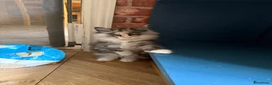 Maine Coon 4