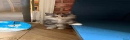 Maine Coon cats for sale: We have a beautiful set of main coon kittens  in Buckingham - Advert 1