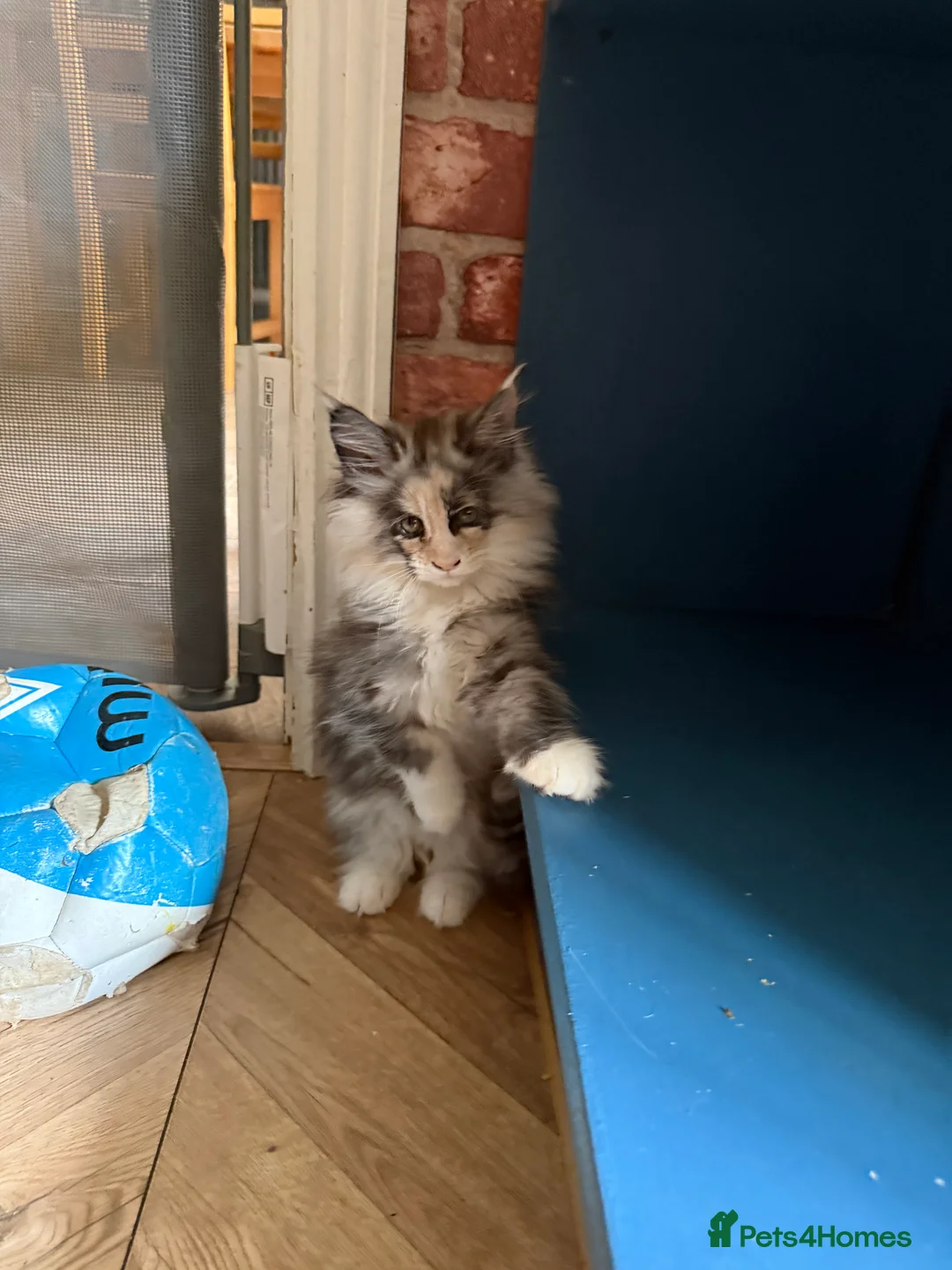 Maine Coon cats for sale: We have a beautiful set of main coon kittens  in Buckingham - Advert 1