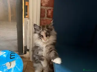Maine Coon cats We have a beautiful set of main coon kittens - Advert 16
