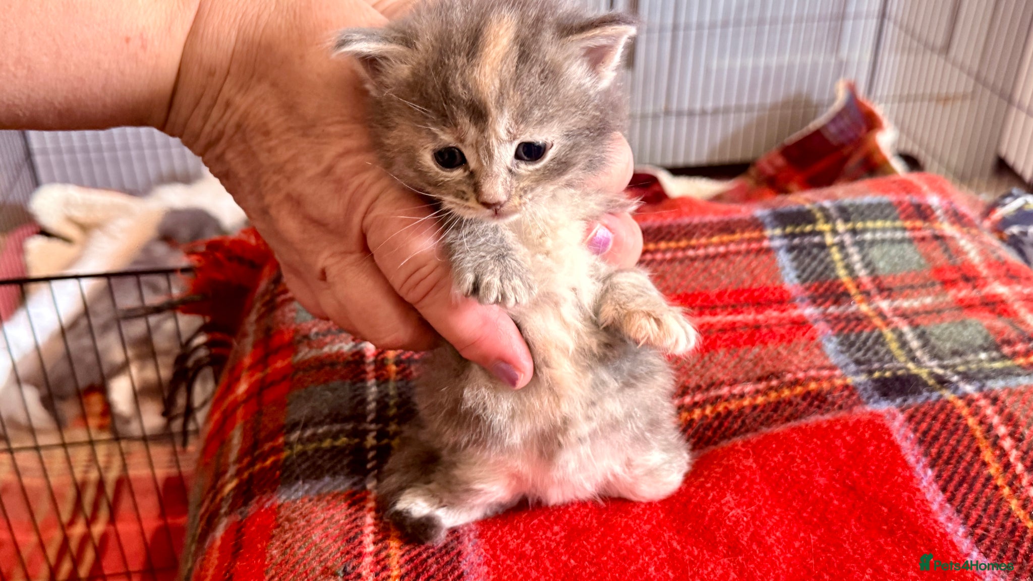 Ragcoon cats for sale: Gorgeous, fluffy litter of 6 RagCoon Kittens - Advert 15