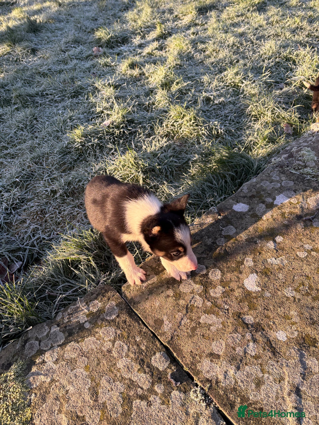 Border Collie dogs for sale: 4 Lovely bold collie dog pups - Advert 4