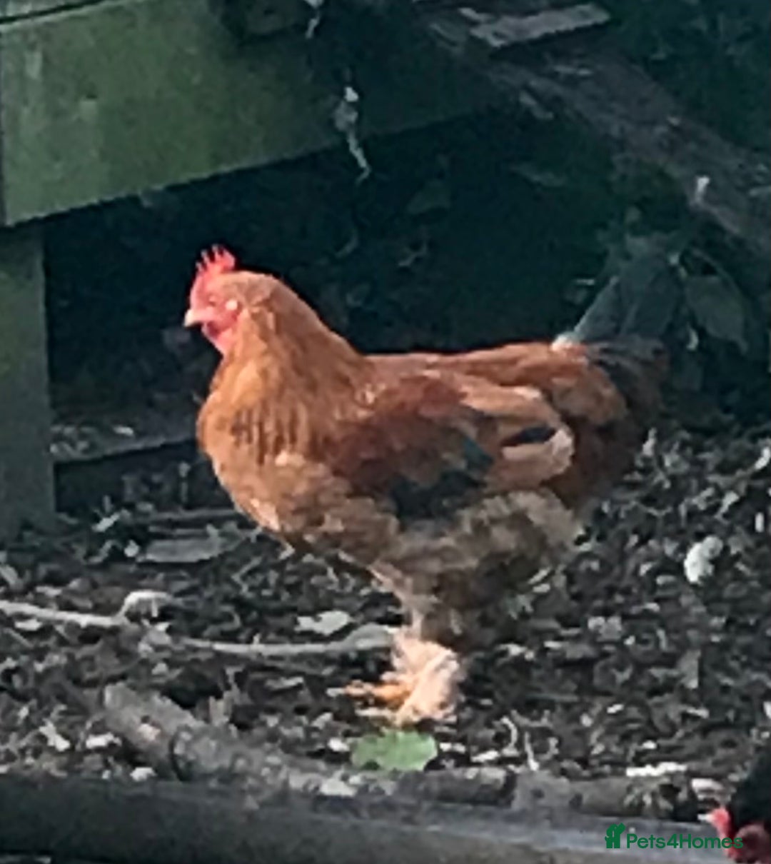 Chickens poultry for sale: Cockerel - Image 4