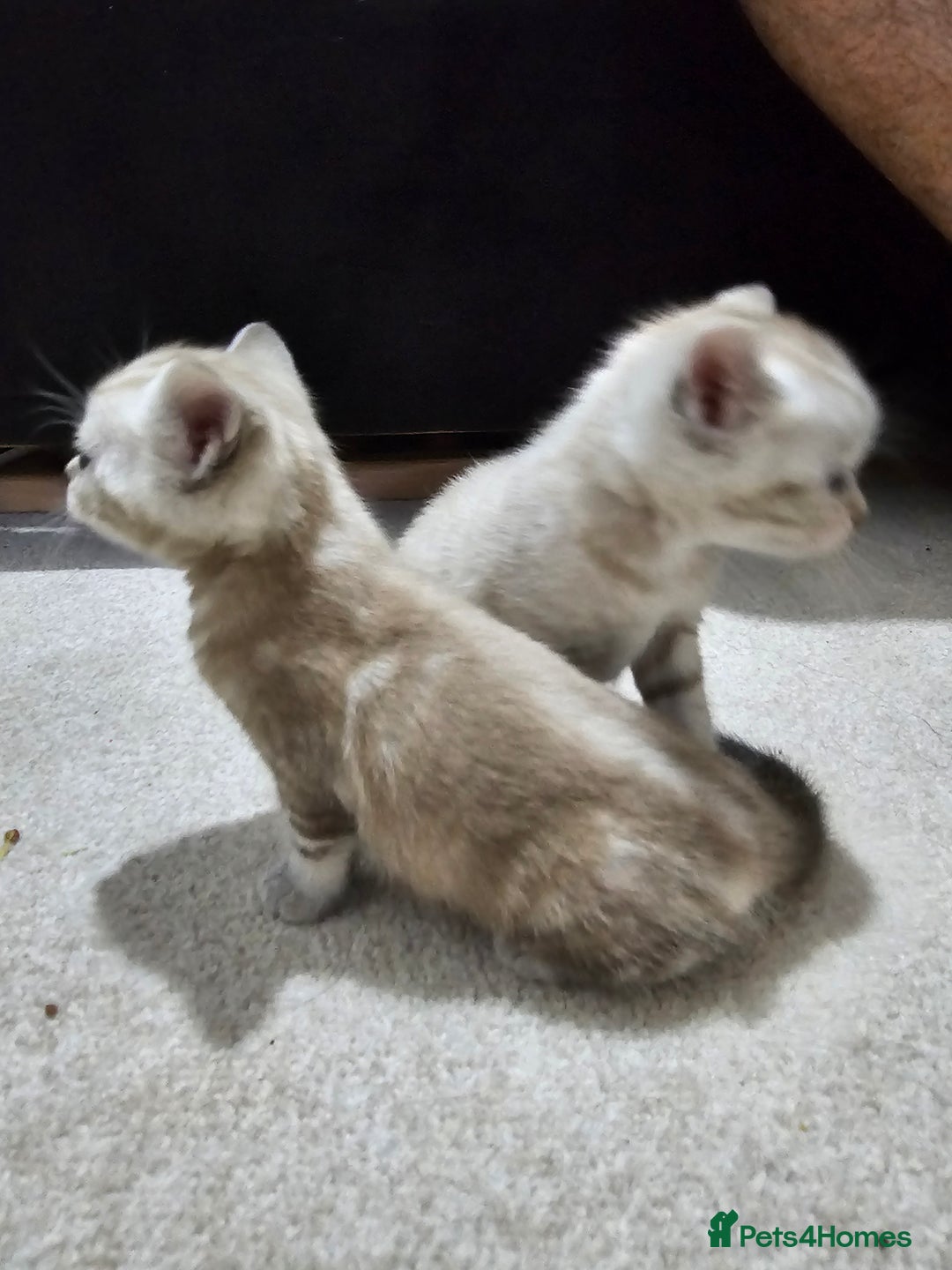 Mixed Breed cats for sale: Five Stunning Bengal X Kittens For Sale  - Image 10