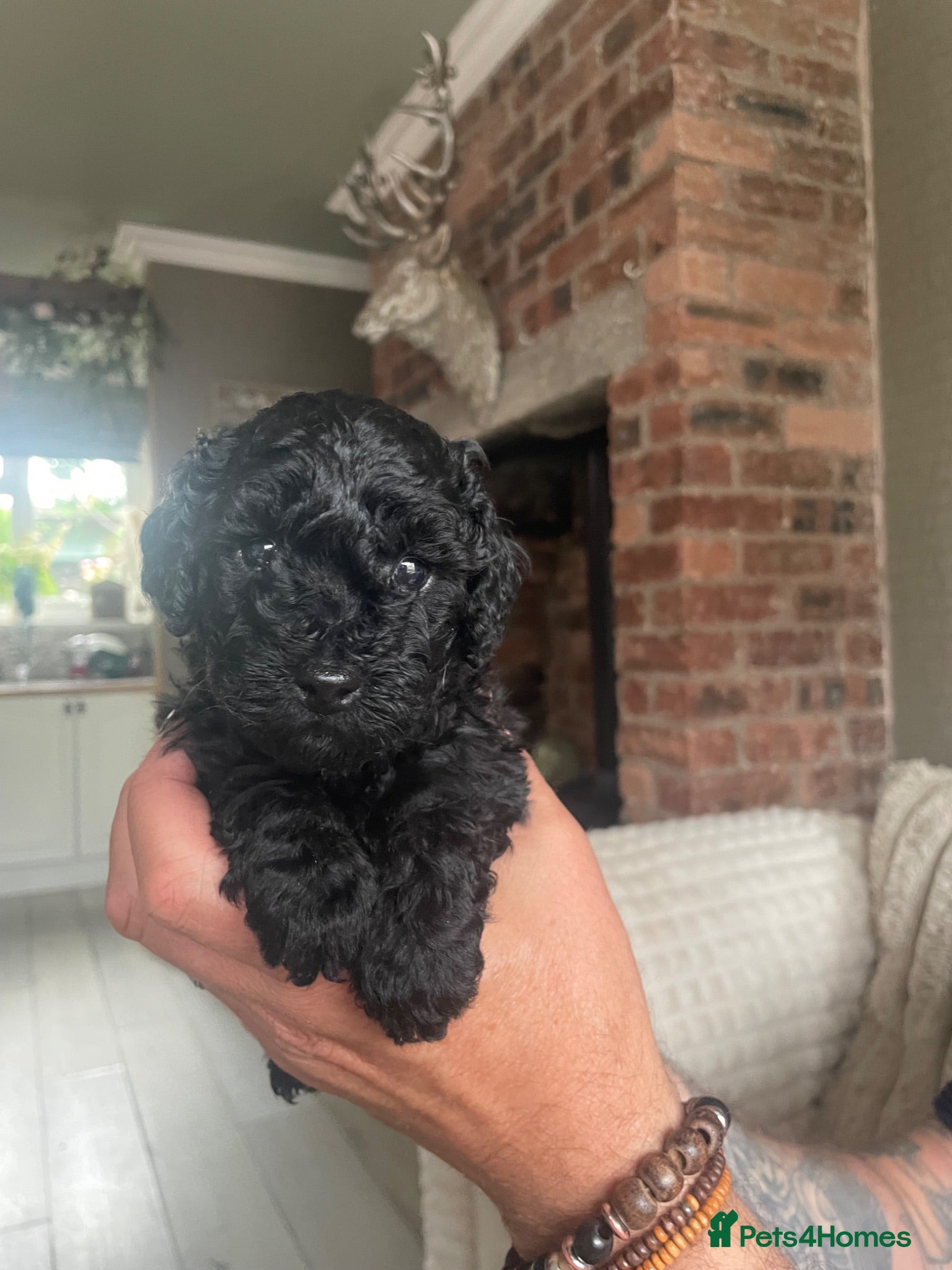 Toy Poodle dogs Toy Poodle Puppies  - Advert 5