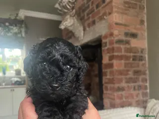Toy Poodle dogs Toy Poodle Puppies - Advert 4