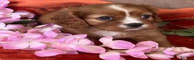 Cavalier King Charles Spaniel 3