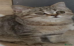 British Shorthair cats for sale: British Shorthair colourpoint kittens  - Image 12