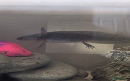 Axolotl reptiles for sale: *reduced*Rare Baby Lavender and wild type axolotl  - Image 25