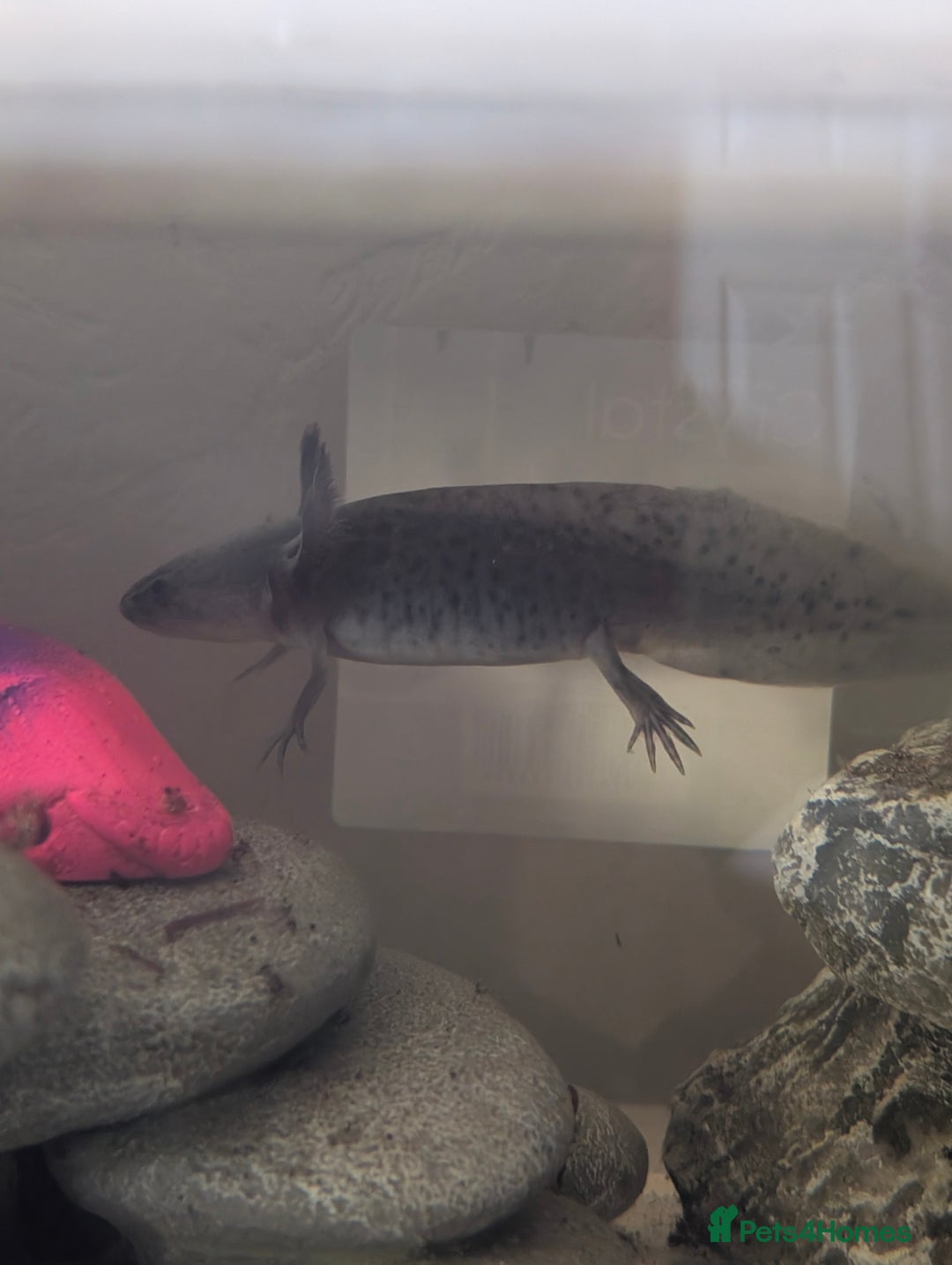 Axolotl reptiles for sale: *reduced*Rare Baby Lavender and wild type axolotl  - Image 25
