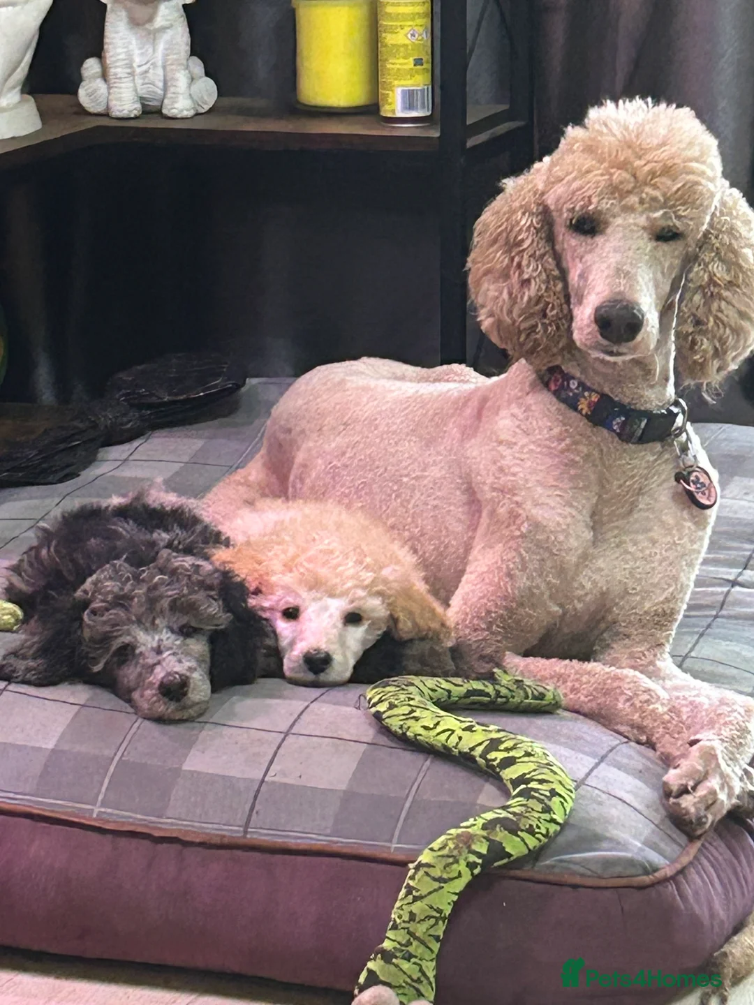 Mixed Breed dogs for sale: Poodle pup - Advert 3