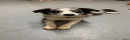 Border Collie dogs for sale: Blue boy collie 2yrs old  - Advert 2