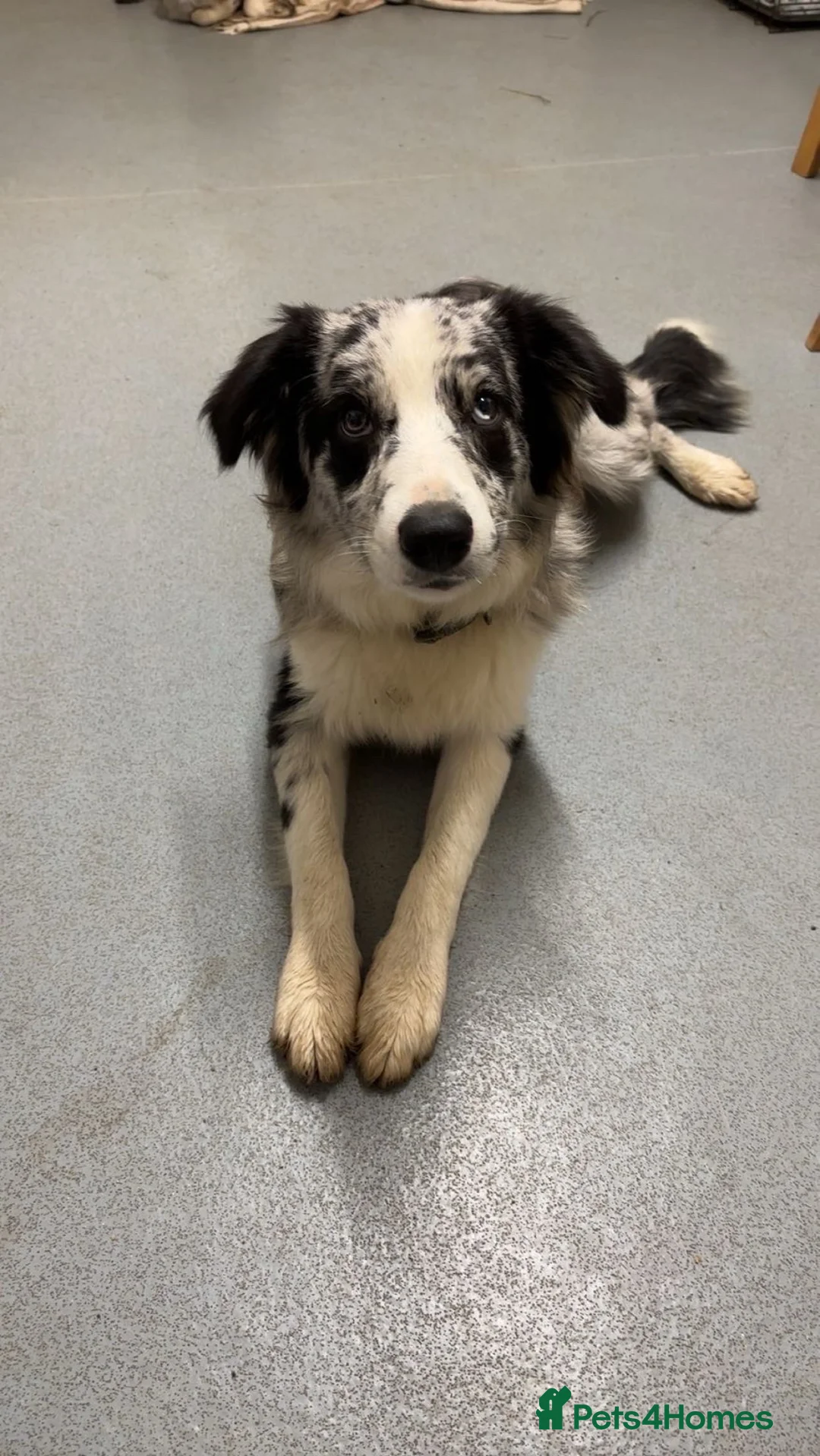 Border Collie dogs for sale: Blue boy collie 2yrs old  - Advert 2
